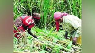 sugarcane labor laws, Maharashtra sugarcane cutters, sugarcane industry workers, sugarcane labor rights, sugarcane advance regulation,