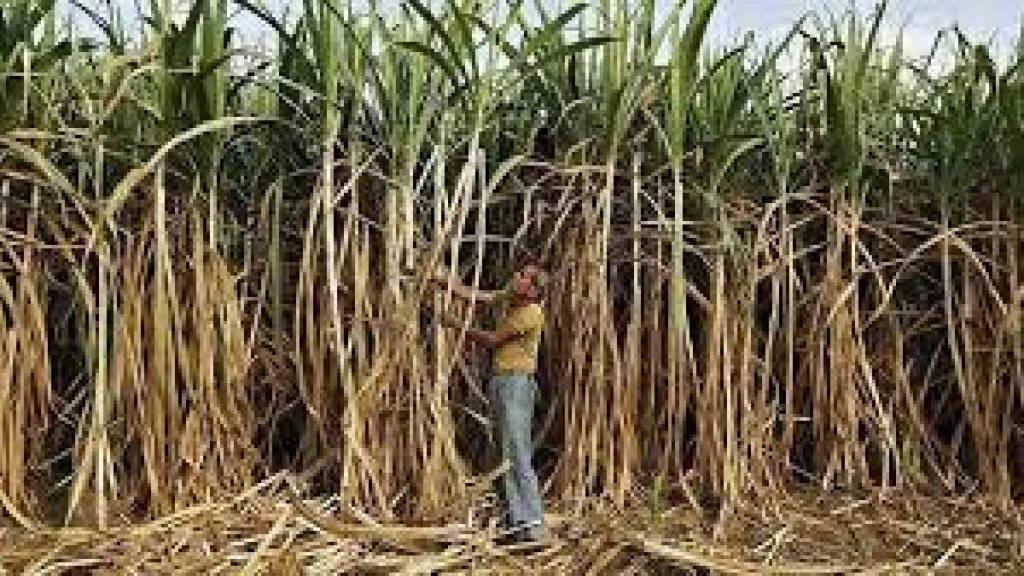 effort to use ink from sugarcane harvest as dry toner in computer printing machines