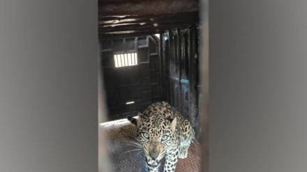 forest department succeeded in capturing another leopard