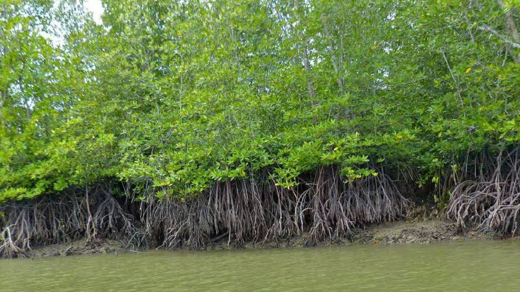 mangrove land forest department