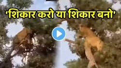 VIDEO: ‘शिकार करो या शिकार बनो’ सिंह करत होता बिबट्याची शिकार, पण तेवढ्यात झाला पलटवार; शेवटी मृत्यूच्या खेळात कोणी मारली बाजी?