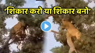 Lion shocking video lion Climbs Tree To Hunt Leopard Guess Who Wins In The End Watch The Viral Video