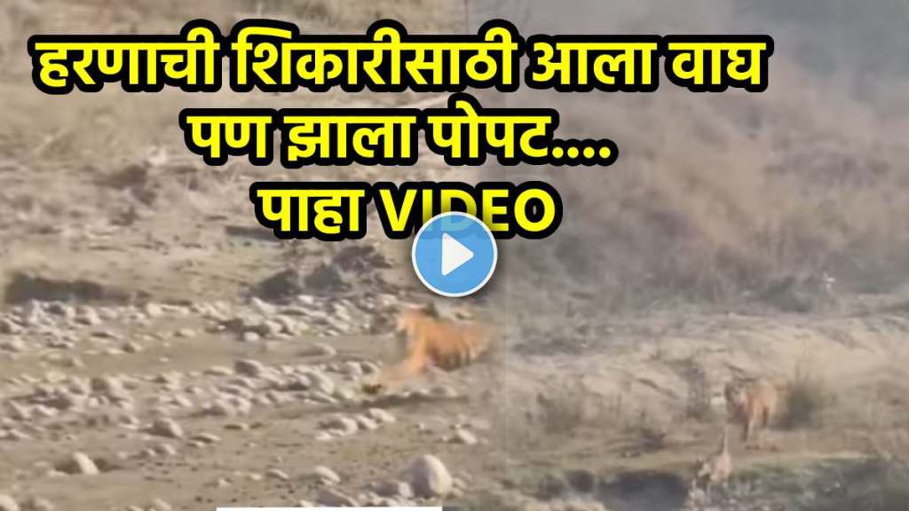 tiger hunting deer forest video