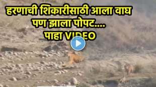 tiger hunting deer forest video