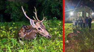 wounded deer rescue Mumbai, wildlife rescue Kanjurmarg, Sanjay Gandhi National Park animals, Forest Department wildlife, injured deer treatment Mumbai,