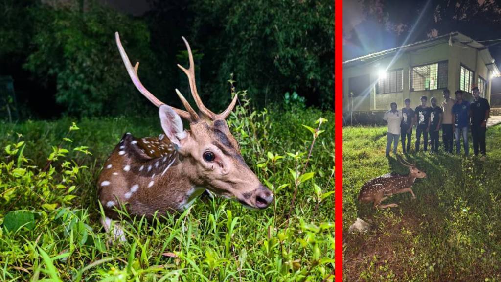 wounded deer rescue Mumbai, wildlife rescue Kanjurmarg, Sanjay Gandhi National Park animals, Forest Department wildlife, injured deer treatment Mumbai,