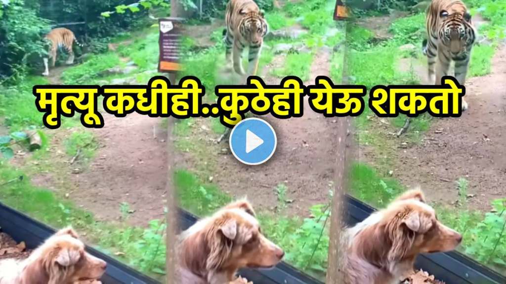 Tiger's unique tactic to attack an unsuspecting dog