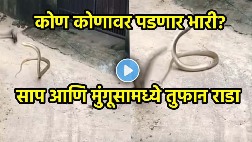 snake mongooses fight on the road