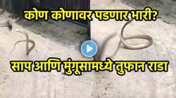 भररस्त्यात, साप आणि मुंगूसामध्ये तुफान राडा… पुढे असं काही घडलं; पाहून उडेल थरकाप.. VIDEO तुफान व्हायरल