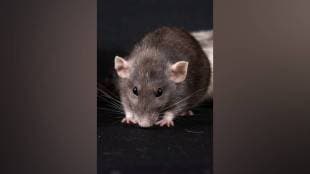 rat sensory research, IISER Pune study, wind speed sensing, neuroscience discoveries, olfactory system research, sensory processing in rats,