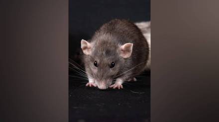 rat sensory research, IISER Pune study, wind speed sensing, neuroscience discoveries, olfactory system research, sensory processing in rats, rat sensory research, IISER Pune study, wind speed sensing, neuroscience discoveries, olfactory system research, sensory processing in rats,