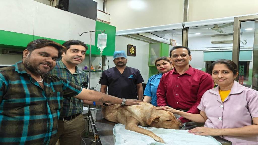 female labrador with megaesophagus underwent endoscopic surgery