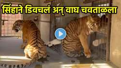 बापरे! वाघ आणि सिंह आले समोरासमोर… सिंहाने डिवचलं अन् वाघ चवताळला… पुढच्या दोन सेकंदात असं काही घडलं; पाहा थरारक VIDEO