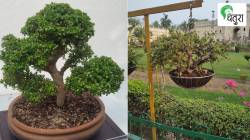 बोन्साय अर्थात वामन वृक्ष