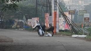 one killed and five injured in bull attack in Karjat