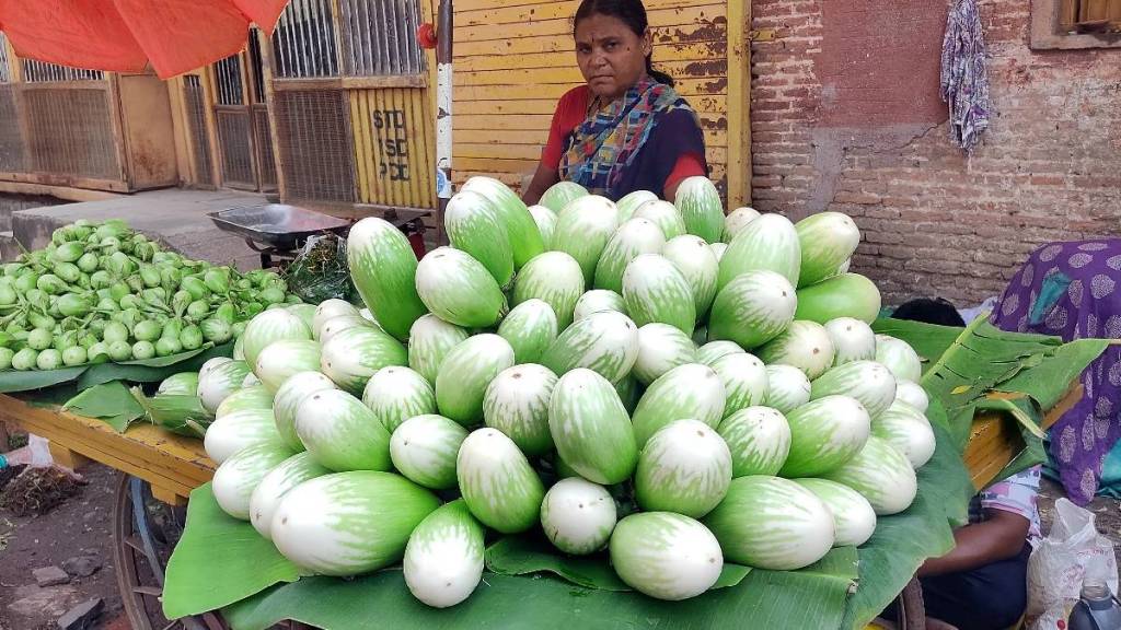 Jalgaon brinjal sold at 100 per kg Jalgaon brinjal sold at 100 per kg
