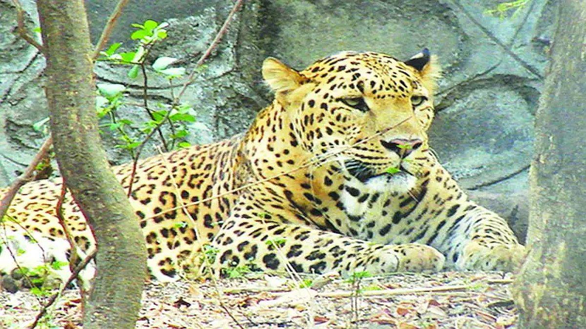 leopard sighting in hinjewadi it park puts employees on alert