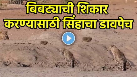 Lion attack on leopard jungle video