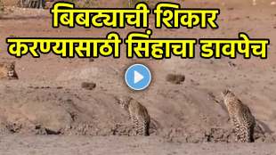 Lion attack on leopard jungle video