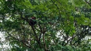 fined by traffic police driver climbed tree protest for two hours