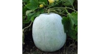 Pumpkin sale