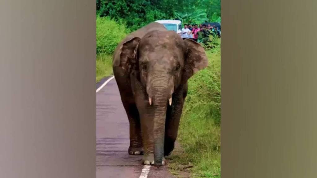 Kolhapur and sindhudurg ongoing elephant capture campaign Kolhapur and sindhudurg ongoing elephant capture campaign
