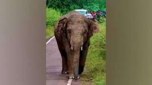 Kolhapur and sindhudurg ongoing elephant capture campaign