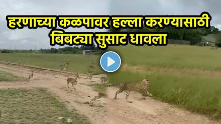 Leopard directly attacked a herd of deer Leopard directly attacked a herd of deer