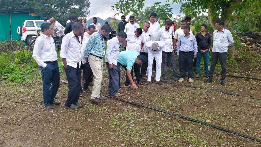 disease on onion disease on onion