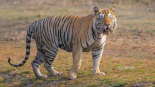 women died in tiger attack