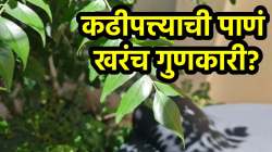 एक नव्हे, अनेक फायदे! उपाशीपोटी कढीपत्त्याची पाने खाल्याने दूर होतील अनेक आरोग्य समस्या