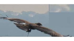 African Wahlberg s Eagle