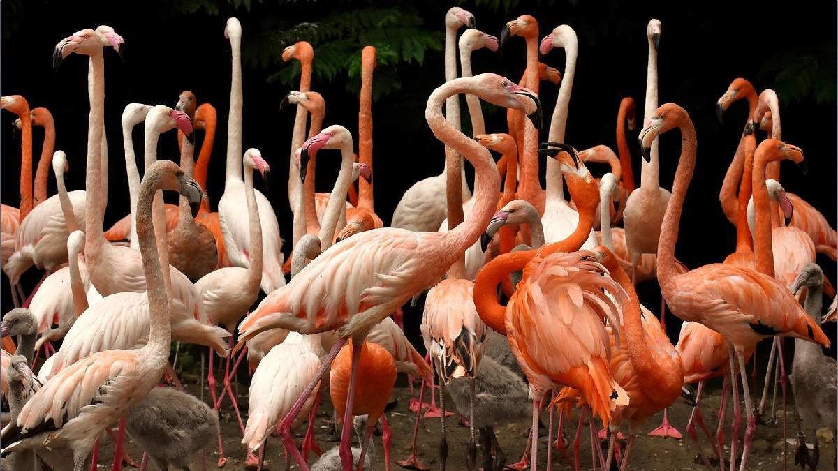 ujani dam flamingo birds marathi news