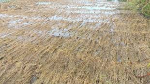 paddy farms destroyed palghar