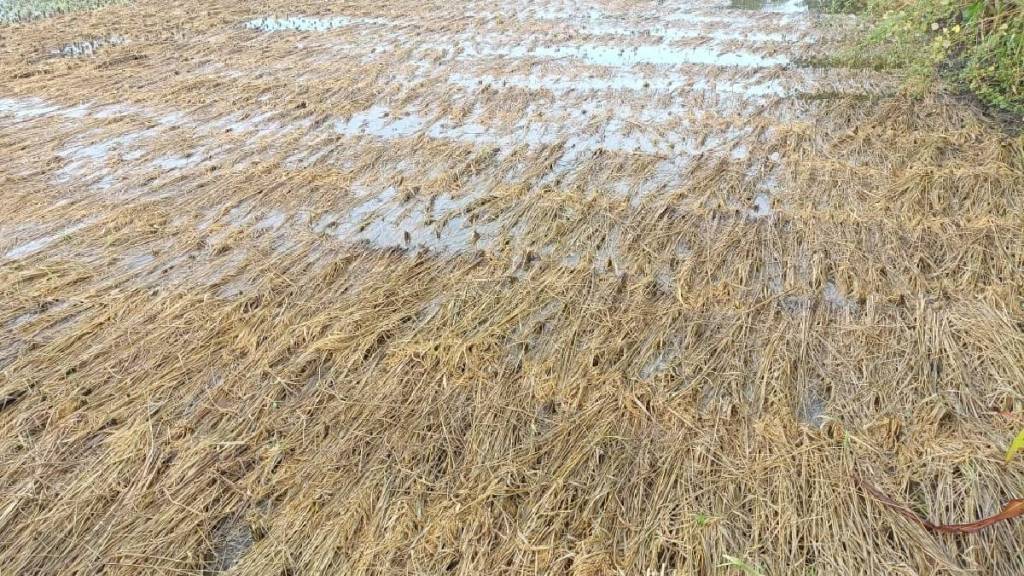paddy farms destroyed palghar paddy farms destroyed palghar
