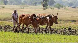 पोकरा योजनेचा दुसरा टप्पा सुरू, वाचा, प्रकल्प किती हजार कोटींचा, लाभ कुणाला?