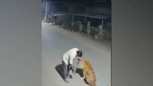 nagpur ai generated video viral on social media man feeding liquor to tiger