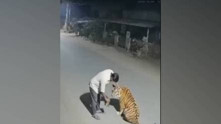 nagpur ai generated video viral on social media man feeding liquor to tiger nagpur ai generated video viral on social media man feeding liquor to tiger