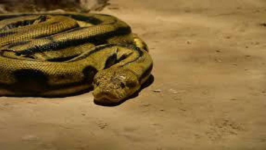 Mumbaikars curious to see anaconda at Byculla Rani bagh Mumbaikars curious to see anaconda at Byculla Rani bagh