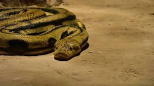 Mumbaikars curious to see anaconda at Byculla Rani bagh