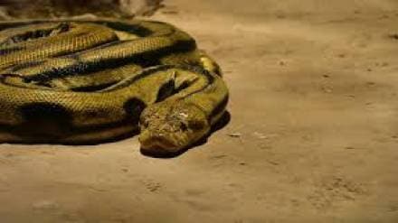 Mumbaikars curious to see anaconda at Byculla Rani bagh Mumbaikars curious to see anaconda at Byculla Rani bagh