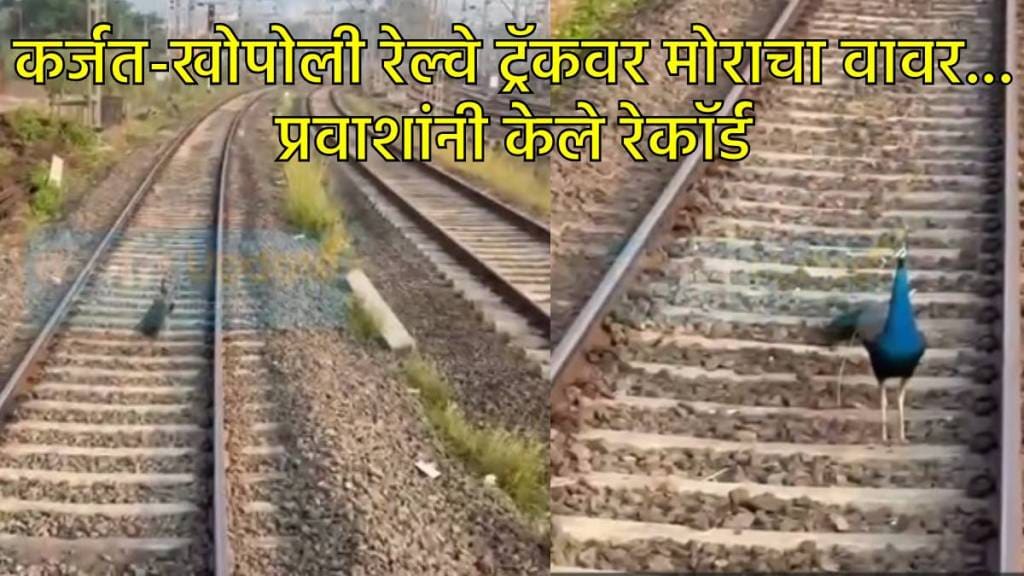 रेल्वे ट्रॅकवर मोराचा फेरफटका