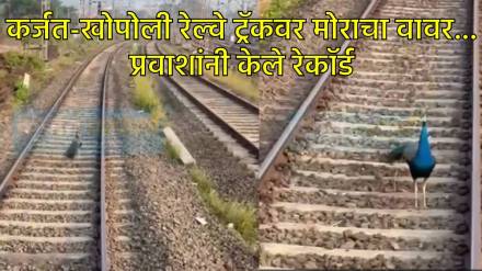 रेल्वे ट्रॅकवर मोराचा फेरफटका रेल्वे ट्रॅकवर मोराचा फेरफटका