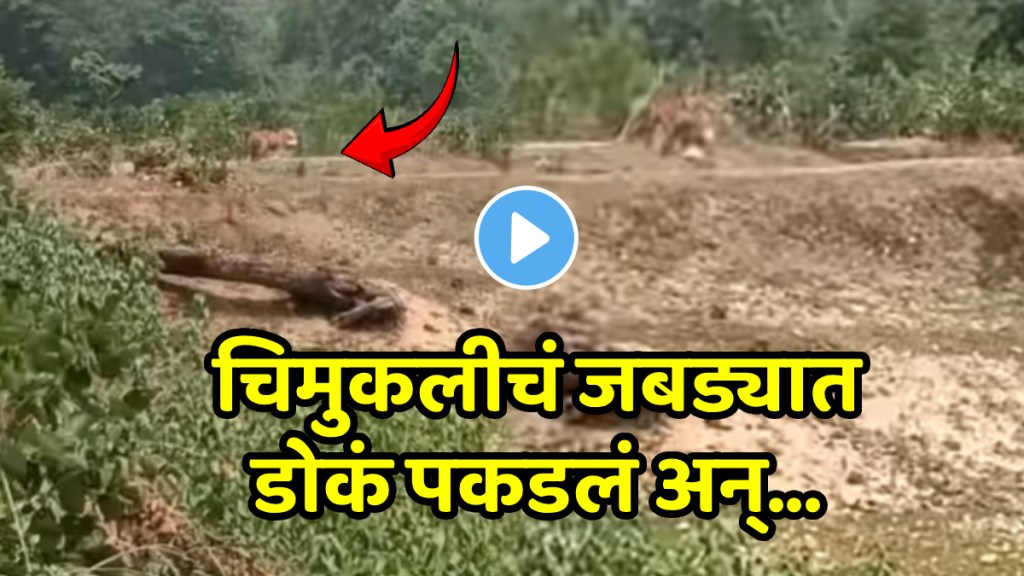 The tiger took the little girl shocking video goes viral on social media The tiger took the little girl shocking video goes viral on social media