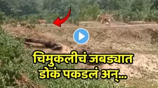 The tiger took the little girl shocking video goes viral on social media