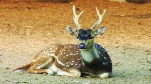 Mumbai two deer fell into dahisar river one rescued in morning other fallen