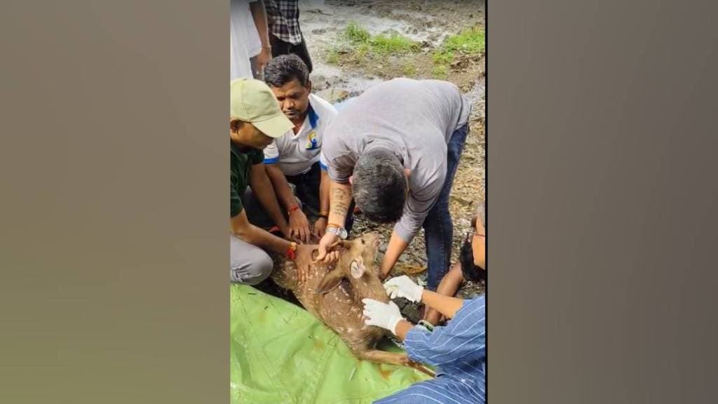 Mumbai two deer fell into dahisar river one rescued in morning other fallen