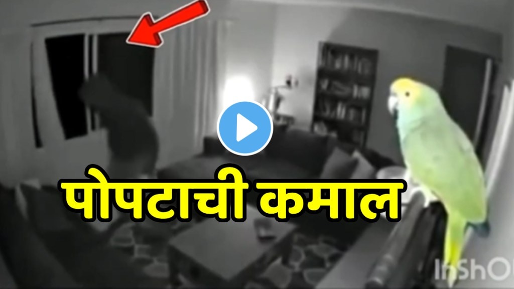 Shocking video Thief Ran Away As Parrot Shouted Loudly Video Shocking video Thief Ran Away As Parrot Shouted Loudly Video