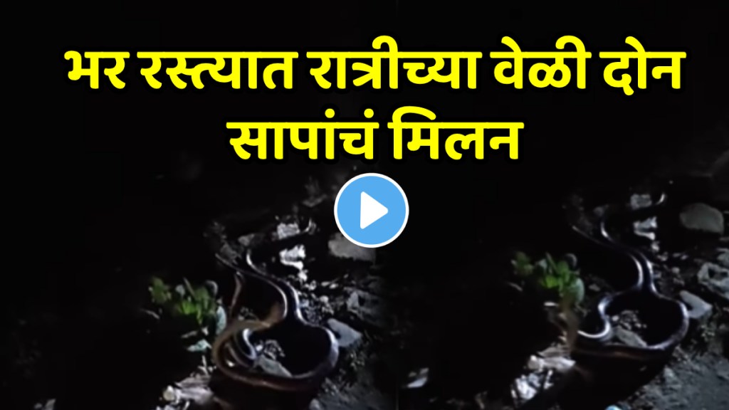 Shocking video two snake romance in jungle area video goes viral on social media Shocking video two snake romance in jungle area video goes viral on social media