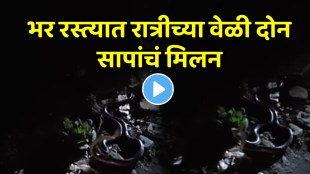 Shocking video two snake romance in jungle area video goes viral on social media